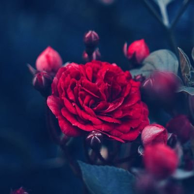 Lillyguer's profile picture. Vive tu vida y deja vivir a los demás!!!