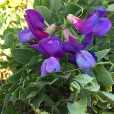 raru1211's profile picture. 