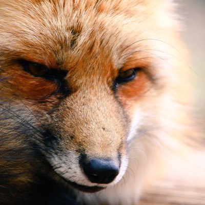 OBWYm2FlyCTaFL5's profile picture. vtuberって良いよね... 最近は花譜ちゃんのライブやホロライブの配信の感想呟きがち。