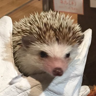インテリぶっぱさんのプロフィール画像