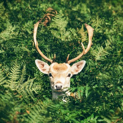 The Best Hunter Choice page for those who love hunting for deer, duck, Waterfowl, Turkey. Follow us and get ready for latest hunting update from our tweet.