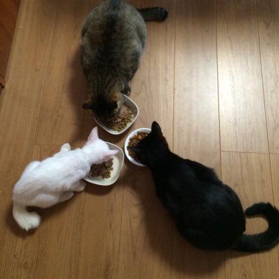 ⭐GOJJ⭐　３枚組　猫ちゃん　ゾウさん　楽しいネ 猫宮翠恋🐈🕶️🍭 on X: 