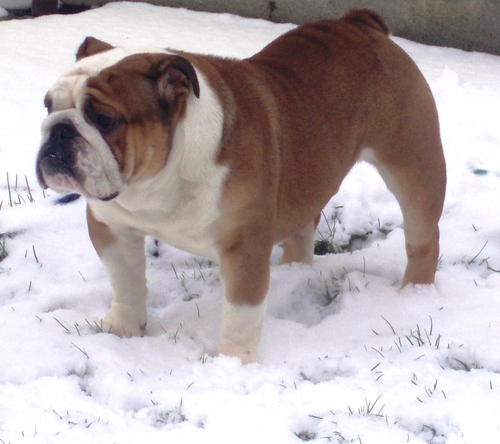 Love my Bulldogs and the mighty Chelsea F.C.