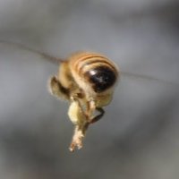 Many Bees (@beekeeping) 's Twitter Profile