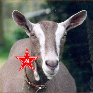 Communist goat