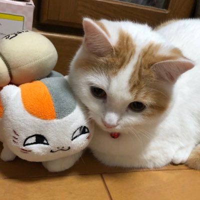シイ様と猫のニヤちゃんさんのプロフィール画像