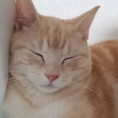 yujin_to_shippo's profile picture. 新しい家族アロちゃんとの日々を綴る夫婦二人のアカウントです！アロちゃんはスコティッシュ×アメショーのMIXです！
フォローお気軽に(⊃σ▂σ)⊃ﾄﾞｳｿﾞﾄﾞｳｿﾞ⊂(σ▂σ⊂)無言フォロー歓迎&します！
ネコ∩(^ΦωΦ^)∩ 好きサカナクション𓆡𓆜𓇼𓈒𓆉 𓆛 𓆞𓆡 𓇼𓈒𓆉好き