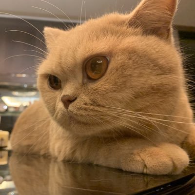 Tisumi3549's profile picture. カワウソ🪐|おだえり🍢山下瞳月🍜 松尾桜🧁大野愛実🦀遠藤理子🐶森平麗心🌻正鋳真優🍟|東村芽依🍓丹生明里🐸聖地巡礼こそ行動力|next→新参者