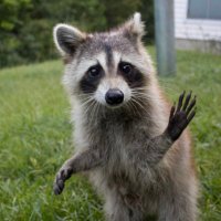 Raccoon Per Hour(@raccoonperhour) 's Twitter Profile Photo