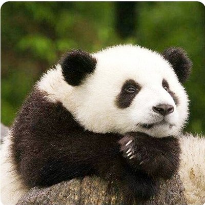 たそがれパンダ Tasogare Panda Twitter