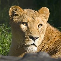 Lady Lioness