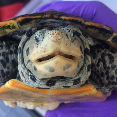 He/Him
I like turtles.
Environmentalist
Jewish
Anti-fascist
Anarchist / Communalist