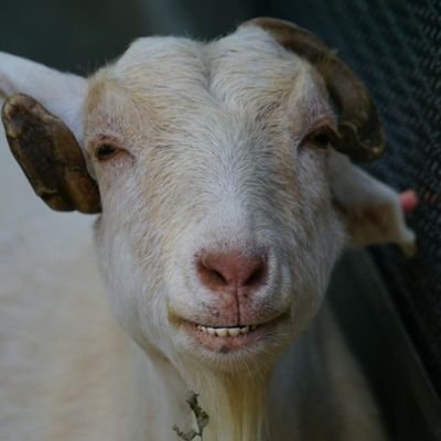 ish_inv's profile picture. スノーボードのやり過ぎで金が無い