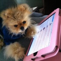 Gigolo(@giggythepom) 's Twitter Profileg