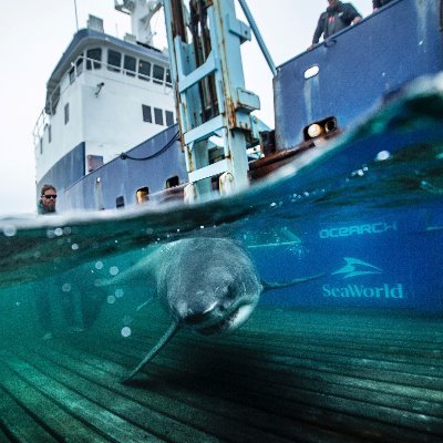 Just a shark doing my thing. I was tagged by @OCEARCH in 2019 up the wonderful Cape Breton. Proud to be a least a part time Caper