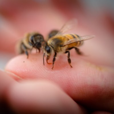 Follow for your daily dose of bees! (and to stay up to date on campus events and workshops)