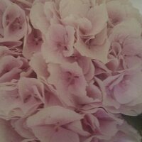 Zoë (@libabeff) 's Twitter Profile