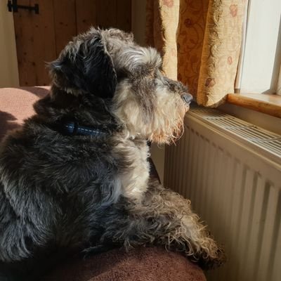 Charlie here, Schnauzer from the Peaks! In no particular order; love my Mum and Dad, post lady, and making sure no one disturbs my Dad as he works.