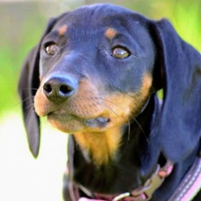 The cool new magazine for dachshund lovers!
longandshortmag@gmail.com