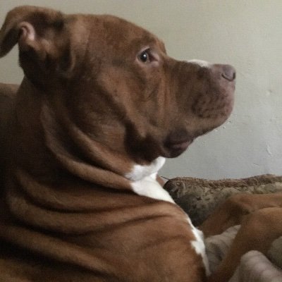 Hi I’m benji I’m @xtheluciddude21 DOG
I love to eat I run around the house I also like laying down next to my owner I love food I love sleeping a lot..