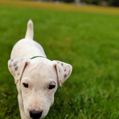 A lovely #JackRussell puppy that lives with her daddies ️‍🌈👬🐶 Follow her life adventures as she grows up and see her progress. 👇SUBSCRIBE👇 https://t.co/tukZqrvhlQ