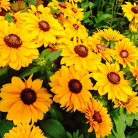 Mary Wormley (@wormleymary) 's Twitter Profile