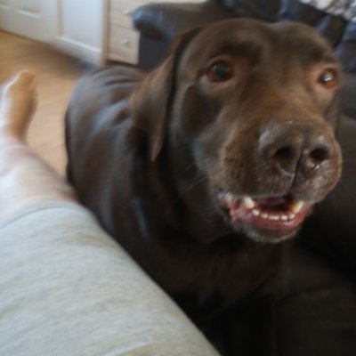 This is my Labrador Lucky .Love him to bits and love all breeds of dogs .Loves his food  get a free trial here if in uk https://t.co/L3LBpBybDx