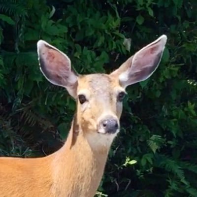 24/7 Deer duty. Don’t worry be happy. here to saveThe planet earth. AMA