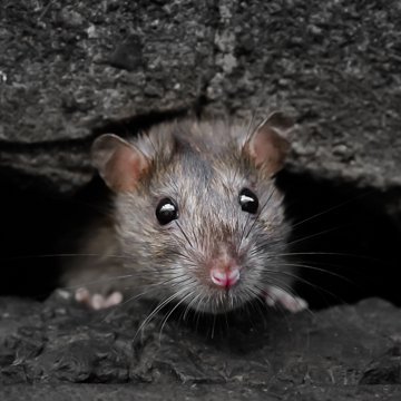 東京都心に栖む野生のネズミを撮影しています。 写真集『まちのねにすむ』発売中。 https://t.co/wclMflego5 
第４６回伊奈信男賞 
第８回写真出版賞大賞
IMA NEXT「CREATURE」グランプリ 64