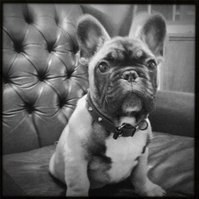 I'm Angus the fawn frenchie. I was born 20th of July 2010. Sadly my Mum died while giving birth, so I was raised by my surrogate, Sugar, a British Bulldog.