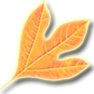 sassafras (@sassafraspr) 's Twitter Profile