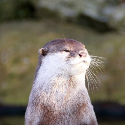 RadiantEclipses's profile picture. 