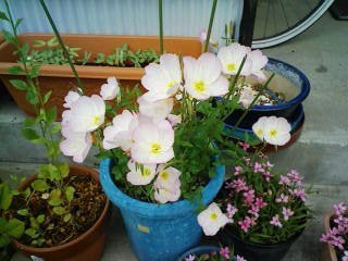 doremicdehnh's profile picture. 