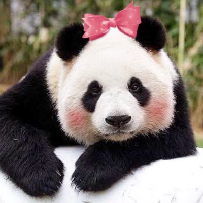 しほぱん🐾さんのプロフィール画像