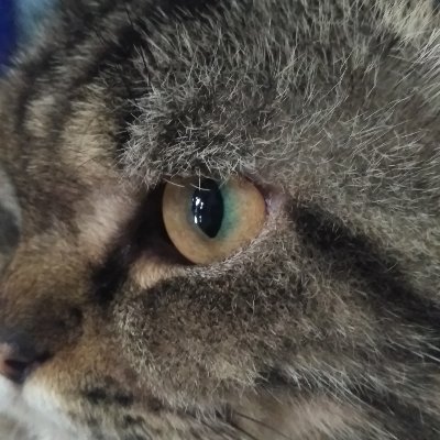 crypto_fanz's profile picture. 