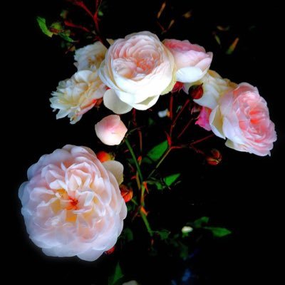 computer_info44's profile picture. تخصص ( Computer science ) .. استاذه استقبل طالبات مرحلة الابتدائي و طالبات جامعة طيبة تخصص علوم الحاسب 👩🏻‍💻❤️.. للتواصل : 0543604501