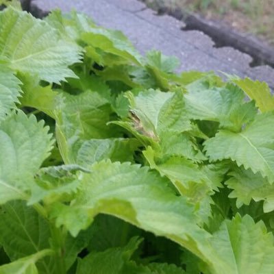 WebxrZti55FHoSX's profile picture. ハンサムなブスです。