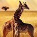 Starmond Andrei (@andreistarmond) Twitter profile photo Starmond Andrei (@andreistarmond) Twitter profile photo