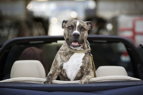 The everything site for Toronto dog lovers.