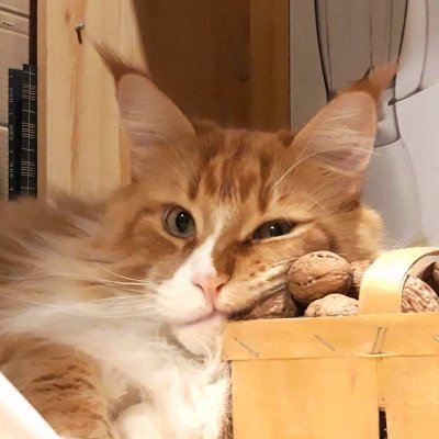 Magic_Pho's profile picture. Stamps, Photography, Astronomy, Chess, Cats!