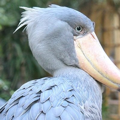 hashibiroyanba's profile picture. juicejuiceが大好きなオッサンです。
高木紗友希🍋ちゃんは永遠の最推し🤟
現在は宮本佳林💜高木紗友希💛金澤朋子❤️の魂の継承者
やふぞうこと松永里愛ちゃん💙🦋を推しています。
他のメンバーも全員大好きです
🧡🤍🐙🩵💜💛💜💚❤️💚