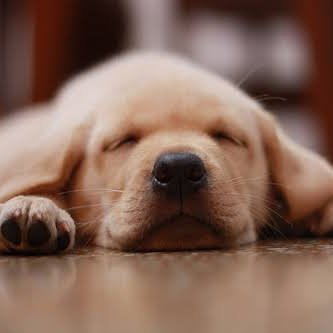 komedda's profile picture. 愛犬と愛猫と一緒にいられる時間を増やすため、プログラミングを絶賛勉強中！在宅ワーク探しています⭐