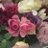 *Rose*のアイコン