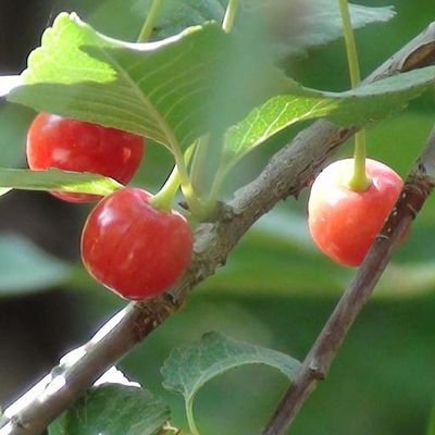مسئولیت کامنتا با من نیست! - ملقب به سید آلبالو - شاگردسیسادمین سادهی شهرستانی - همیشه آنکال - برملا کنندهی حافظه مخفی لینوکس - بفرما آلبالو :))
