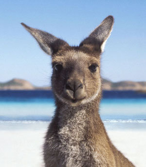 WowAustralia's profile picture. 호주만큼 멋진 곳은 어디에도 없습니다. / 호주정부관광청 한국지사 공식 트위터 / 호주 여행 / 세계 여행 / 오세아니아주(대양주) / 오스트레일리아 / Australia / 시드니,  캔버라, 멜번, 브리즈번, 골드 코스트, 퀸즈랜드, 퍼스 / 워킹홀리데이 / 어학연수