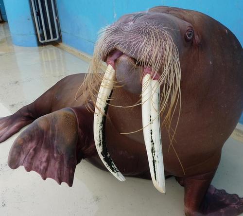 おたる水族館さんのプロフィール画像