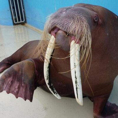 おたる水族館のプロフィール写真