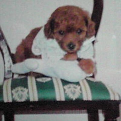 ペット看護士。 select_1017.jpg?v=1751458323555