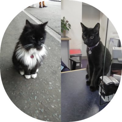 Felix and Bolt Profile