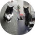 Felix and Bolt (@FelixhuddsCat) Twitter profile photo